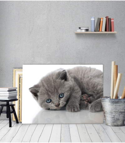 Πίνακας Καμβάς Γκρι Γατάκι