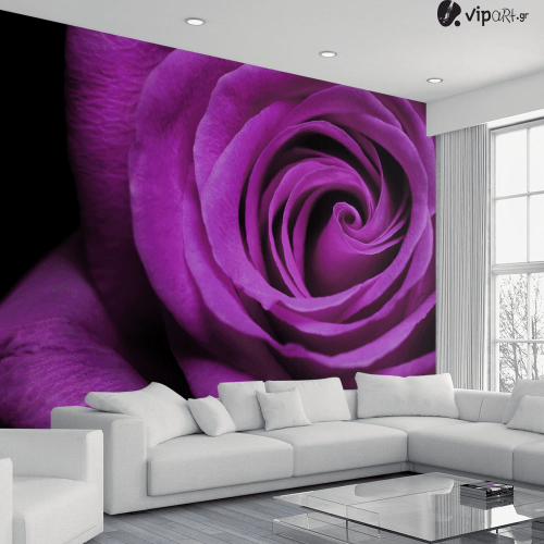 Ταπετσαρία Τοίχου Μωβ τριαντάφυλλο - Purple rose Flower